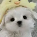 张先生
