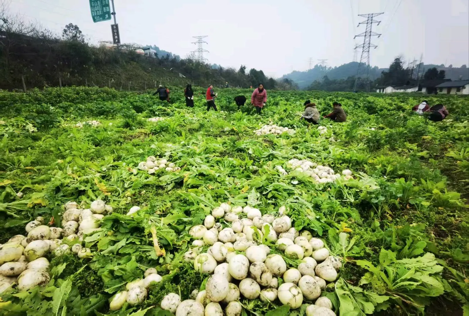 胡应学提供萝卜资源,寻找采购商合作