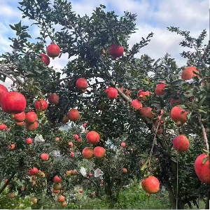 夏杰