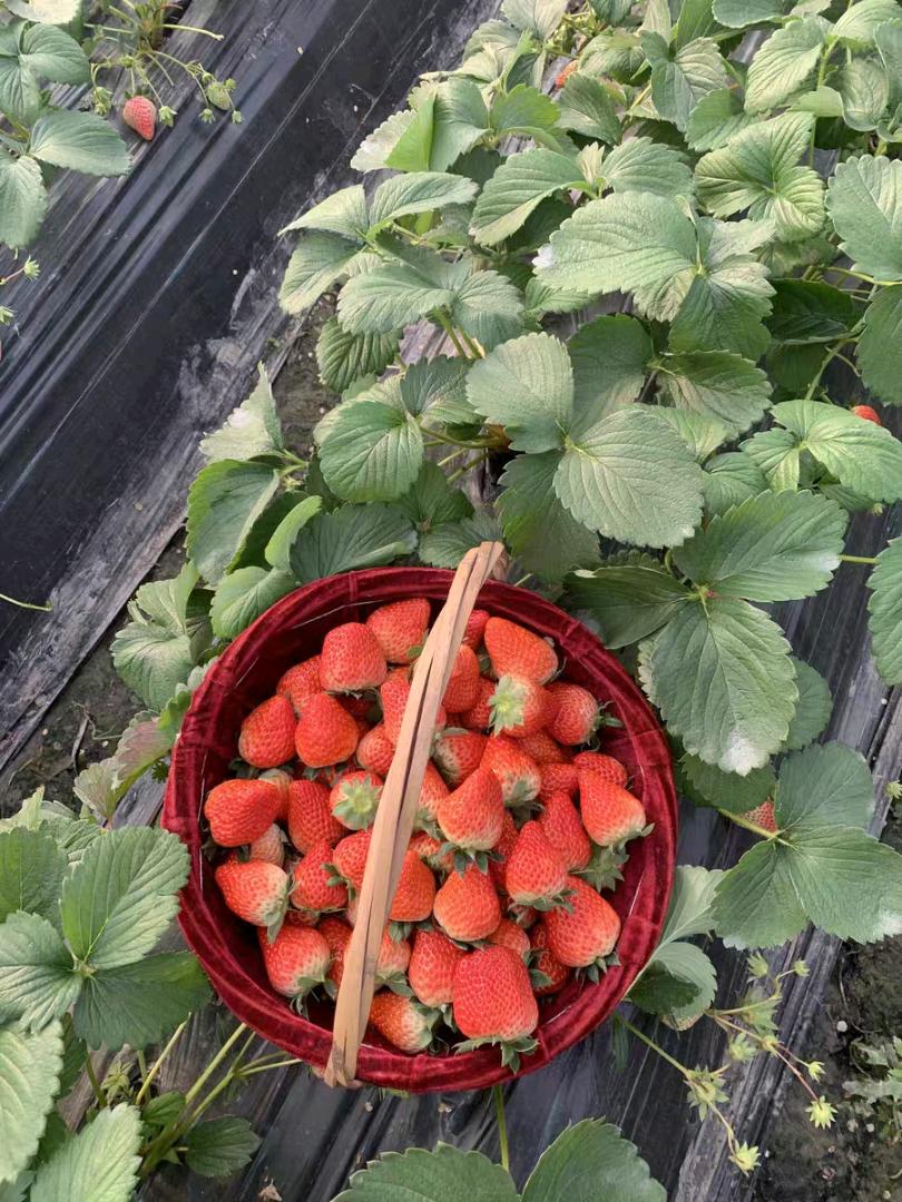 陈辉品牌货源