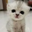 范先生