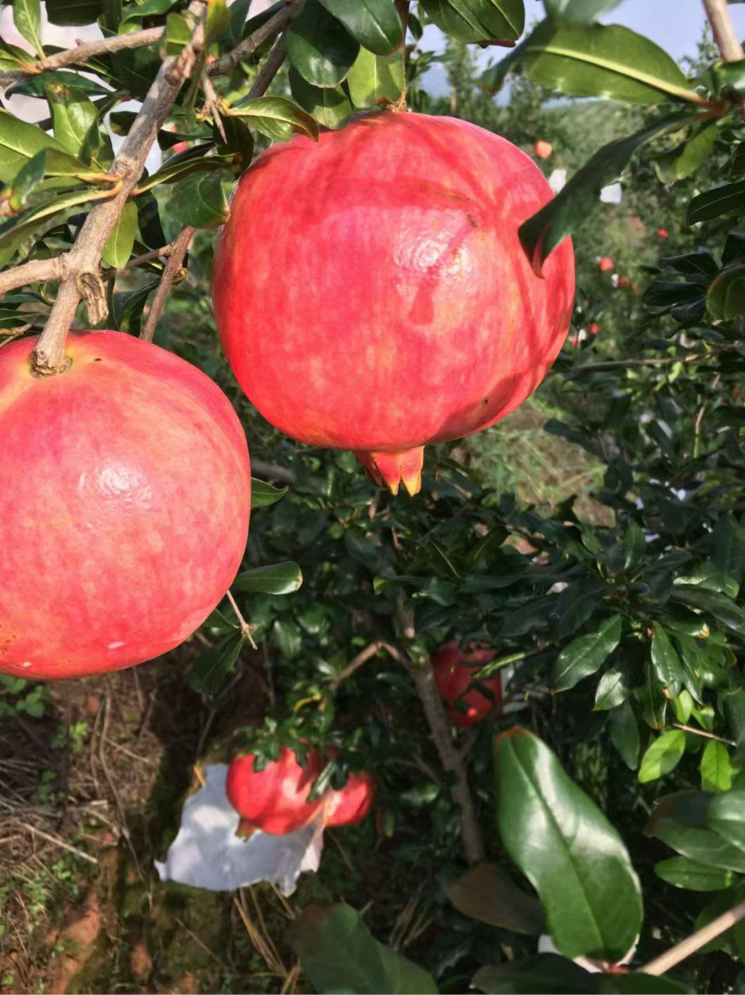 夏杰供应链 快销品 水果生鲜店 代收代购