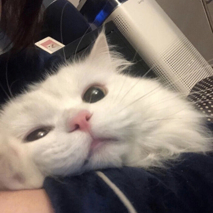 蔡先生