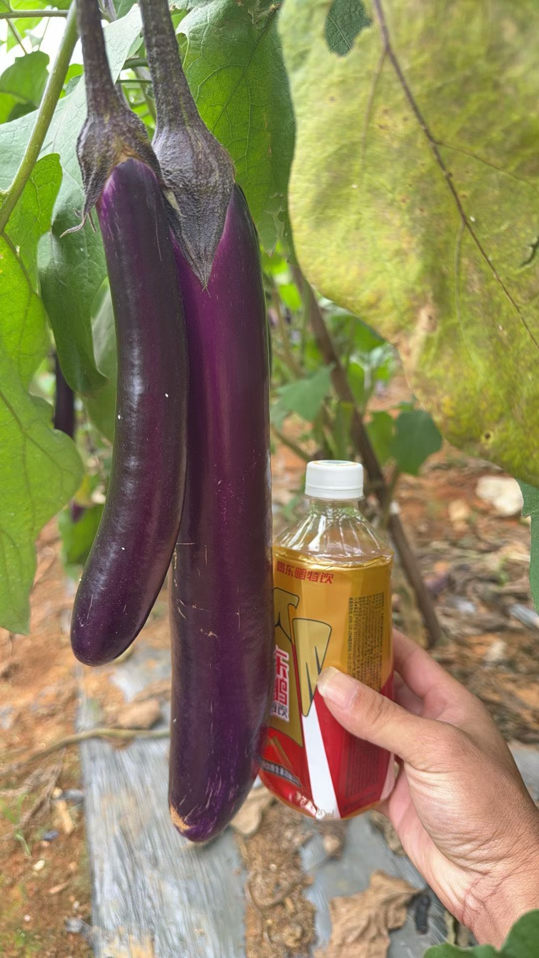 黄辉强品牌货源