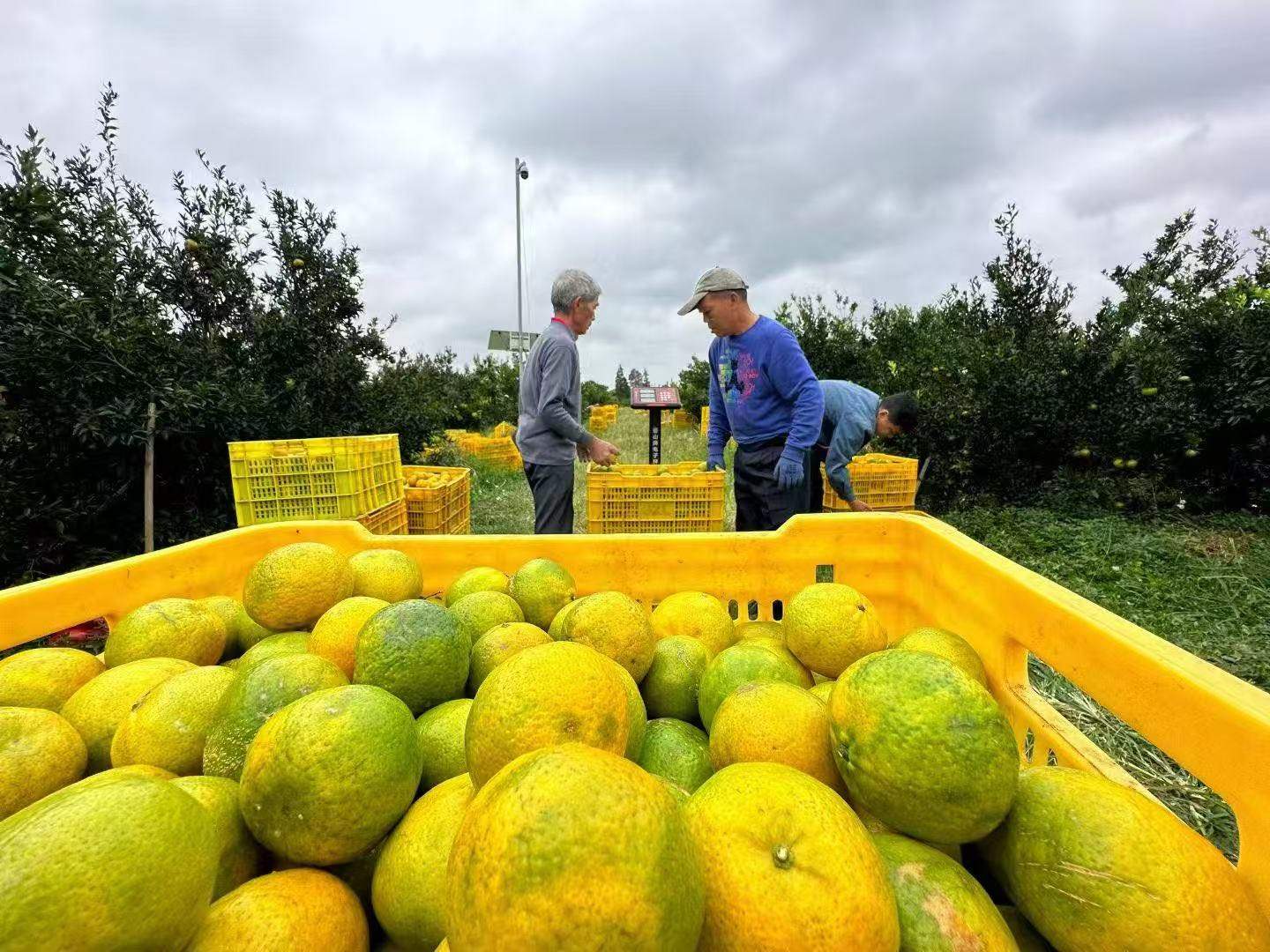 刘先生品牌货源东甲金光地陈皮，寻找代理分销及企业采购合作，支持一件代发