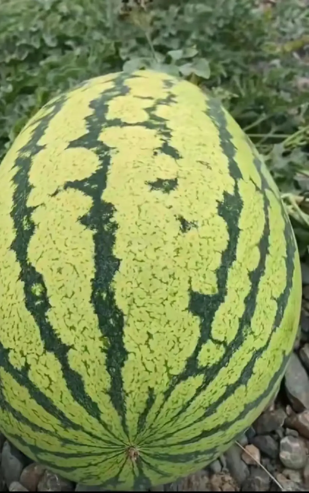 王小娟品牌货源大量沙漠里面的西瓜，给价就卖，量大来谈