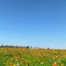 u客直谈实名认证李先生