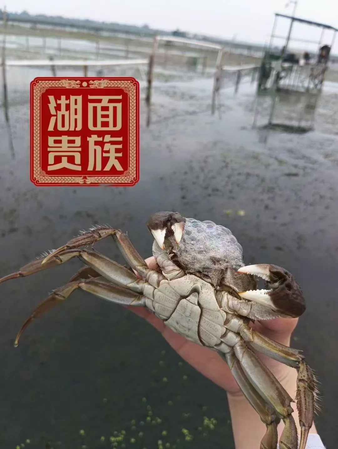 叶丛科品牌货源阳澄湖大闸蟹源头直供