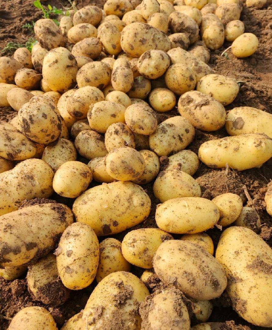 田伟提供农产品土豆，产地直发，电商平台，商超市场供应