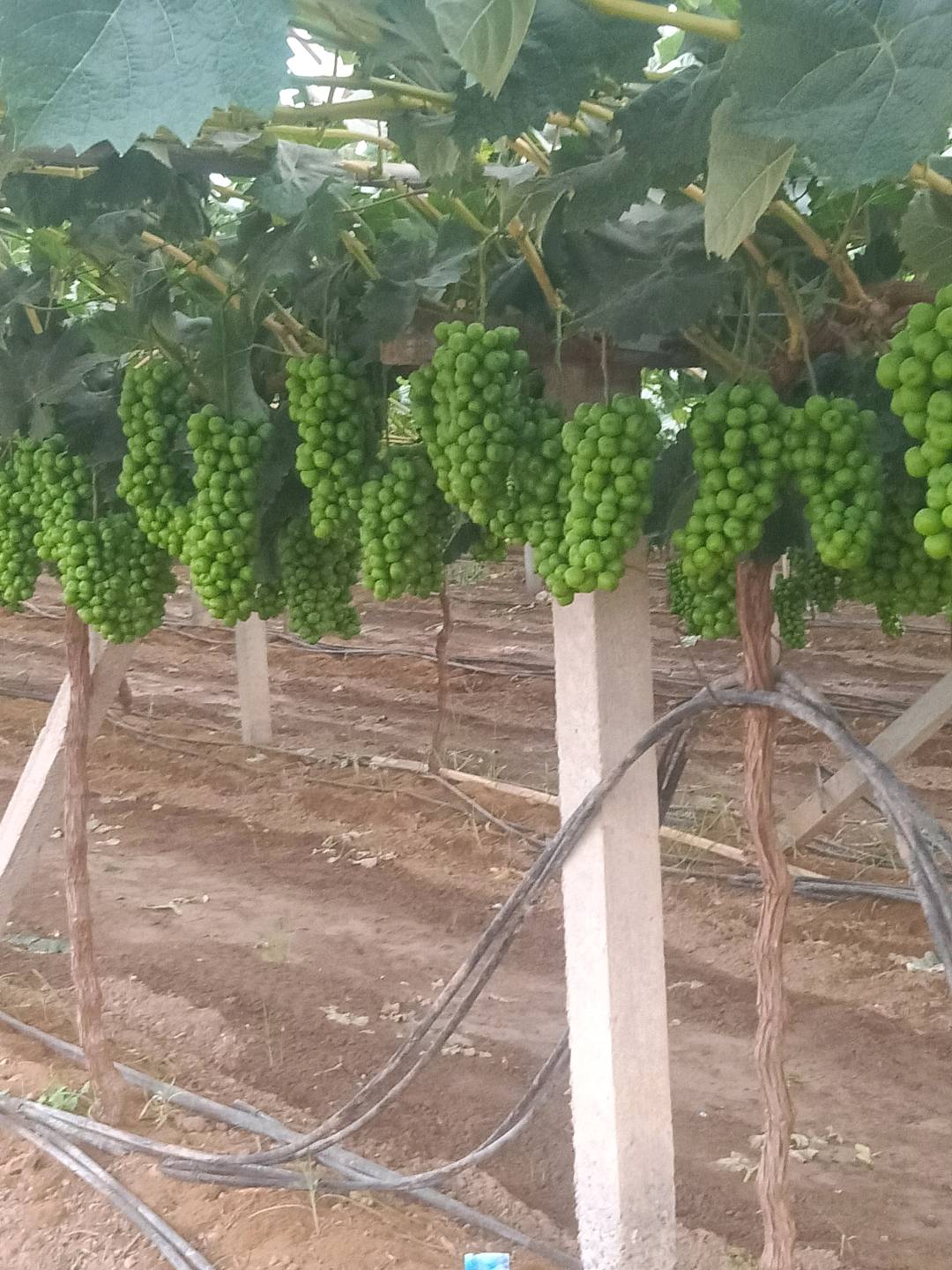 韩先生品牌货源大荔县各种水果需要销售渠道