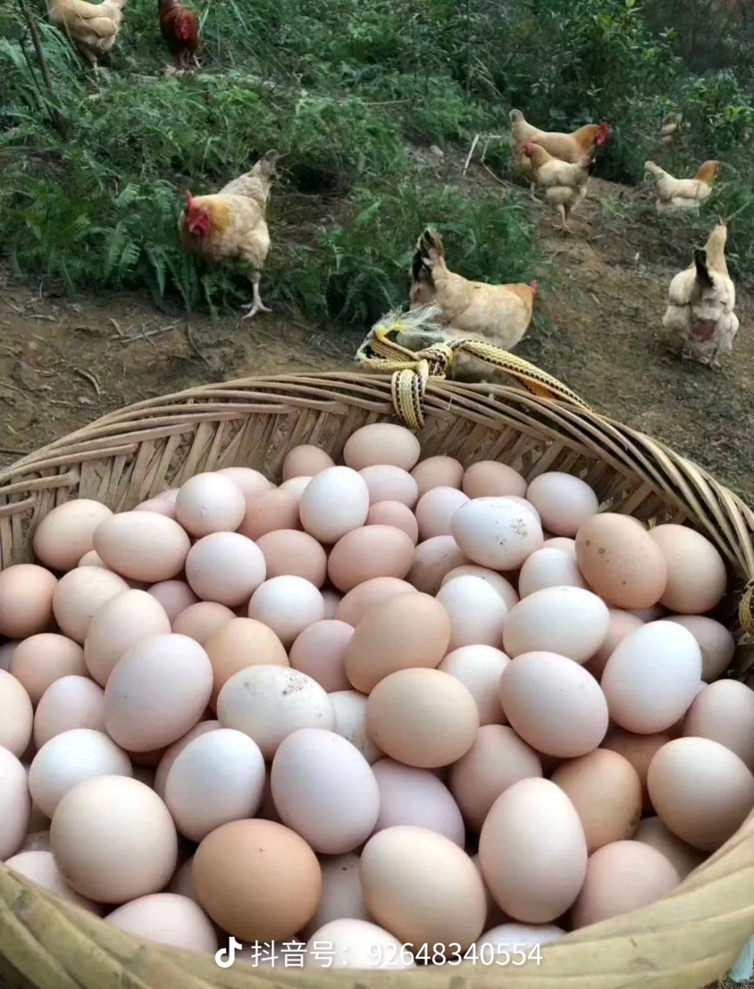胡先生品牌货源自己家鸡场