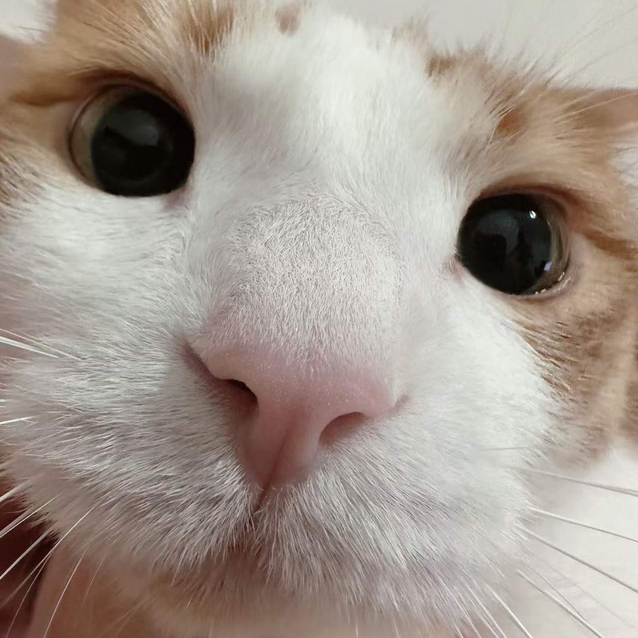 u客直谈实名认证张先生