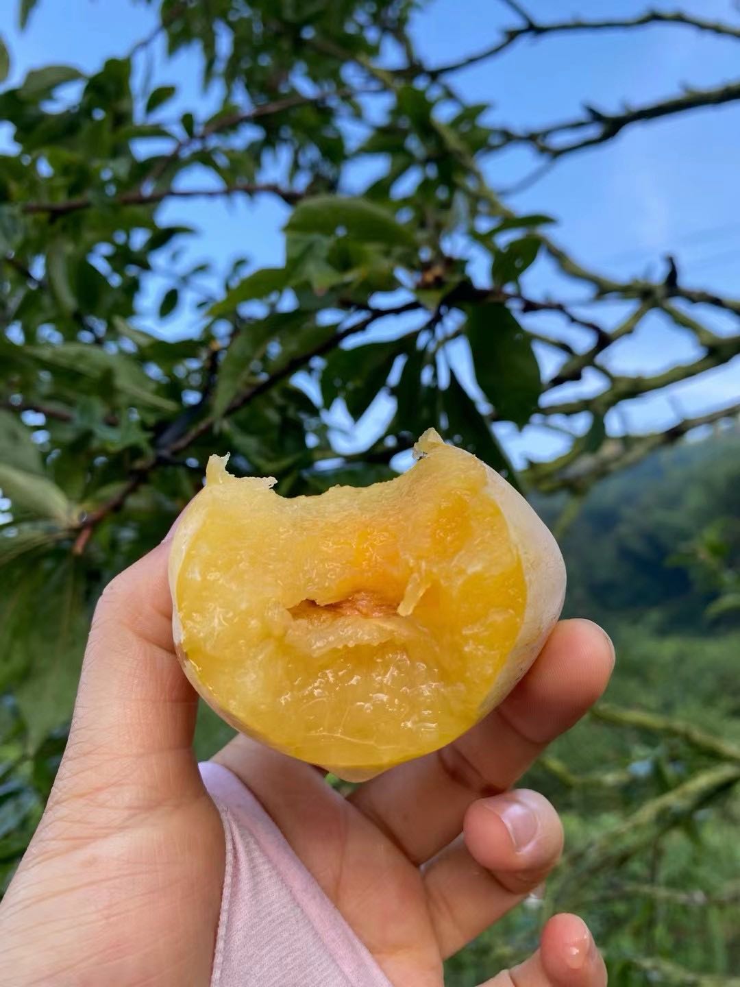刘佳乐品牌货源