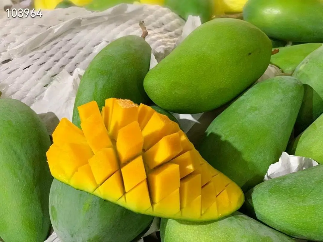 桑先生大青芒,芒果