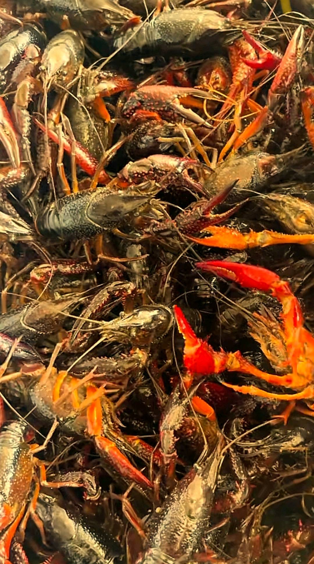 袁国华微山湖生态养殖龙虾，野生龙虾，水质清澈虾肉鲜甜欢迎伙伴们联系
