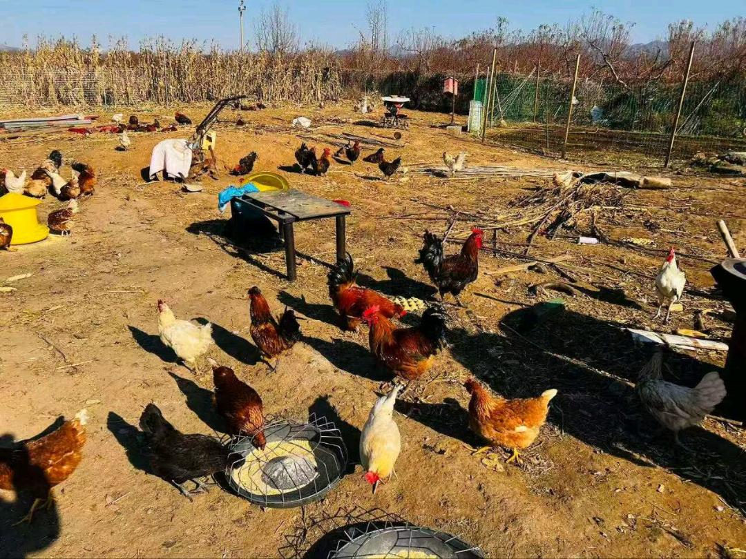 杨旭品牌货源大学生帮村里卖“土鸡，土鸭，大鹅等各类家禽，不是吃饲料的那种，假一赔十