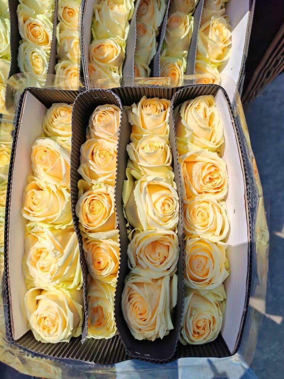 徐峰云南昆明鲜花基地玫瑰百合等鲜切花