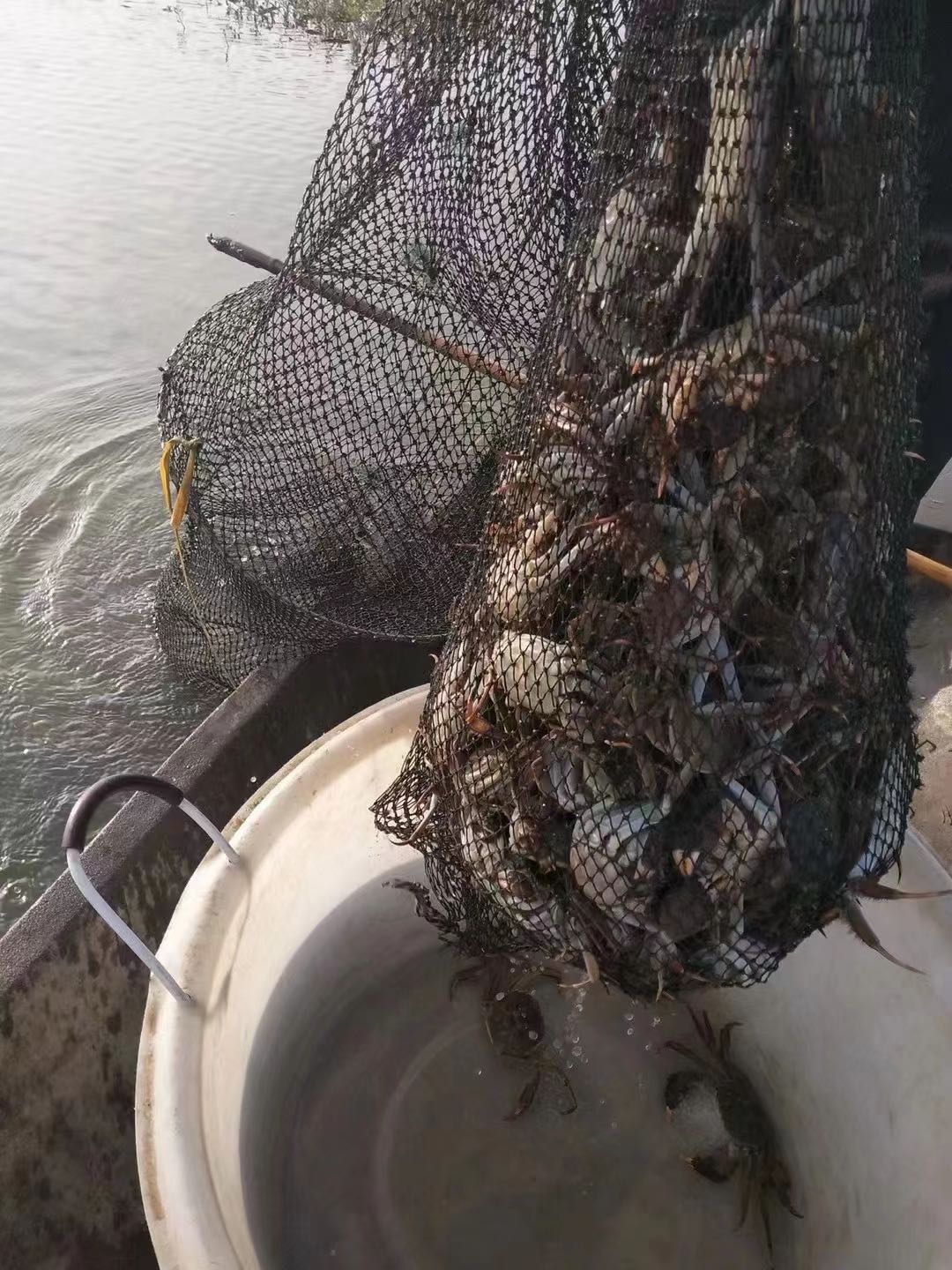 孙强禄品牌货源提供固城湖大闸蟹货源