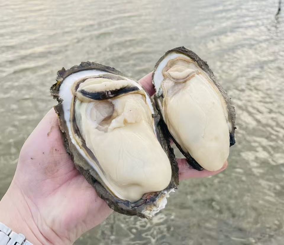 罗金权品牌货源0成本副业，“晨洲生蚝”官方社群合伙人招募！在家转发，接单就赚佣金！