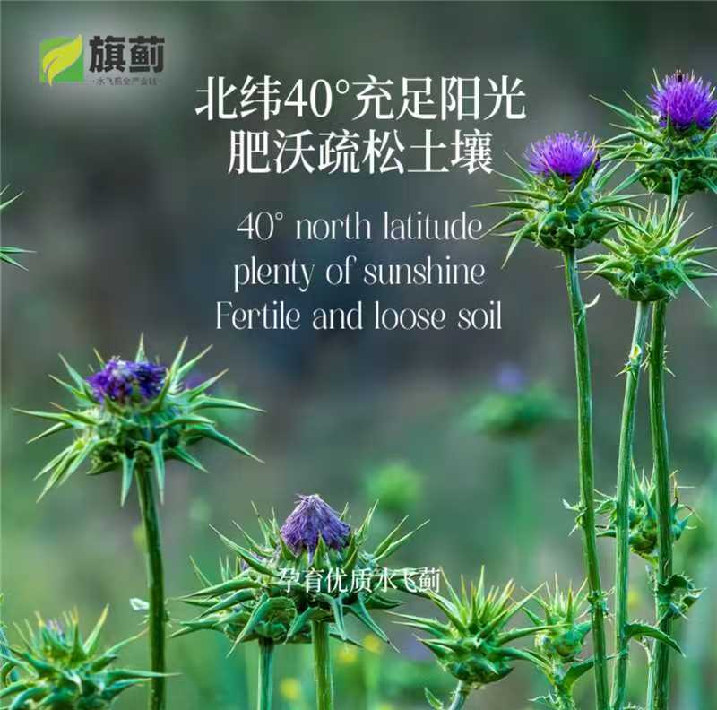 宋庆贺品牌货源旗蓟水飞蓟籽油