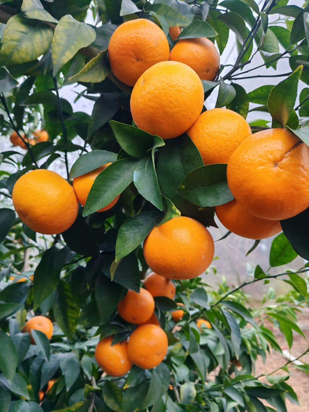 潘超品牌货源赣南脐橙种植