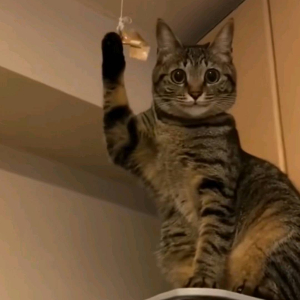 王先生