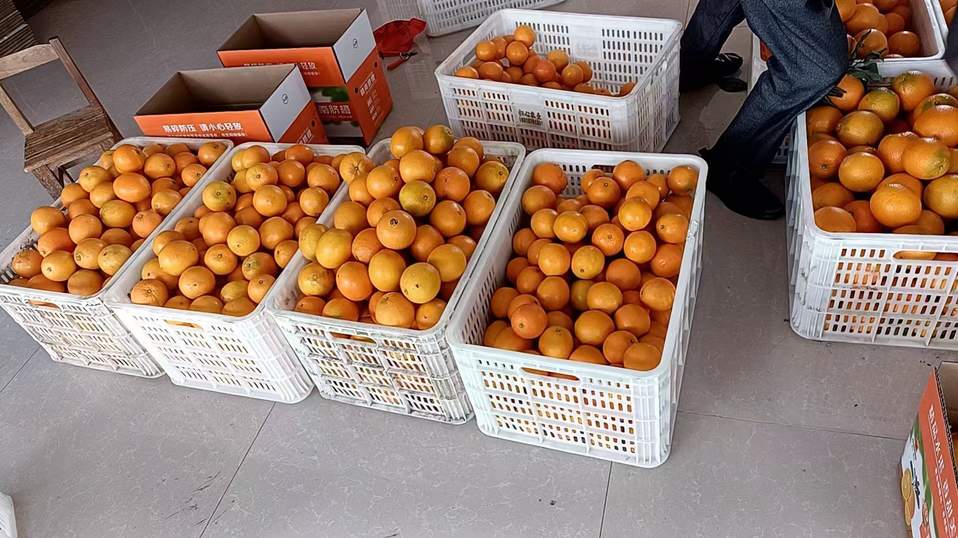 陈先生正宗赣南脐橙，价格实惠量大质量好，找经销商
