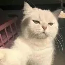 刘鑫