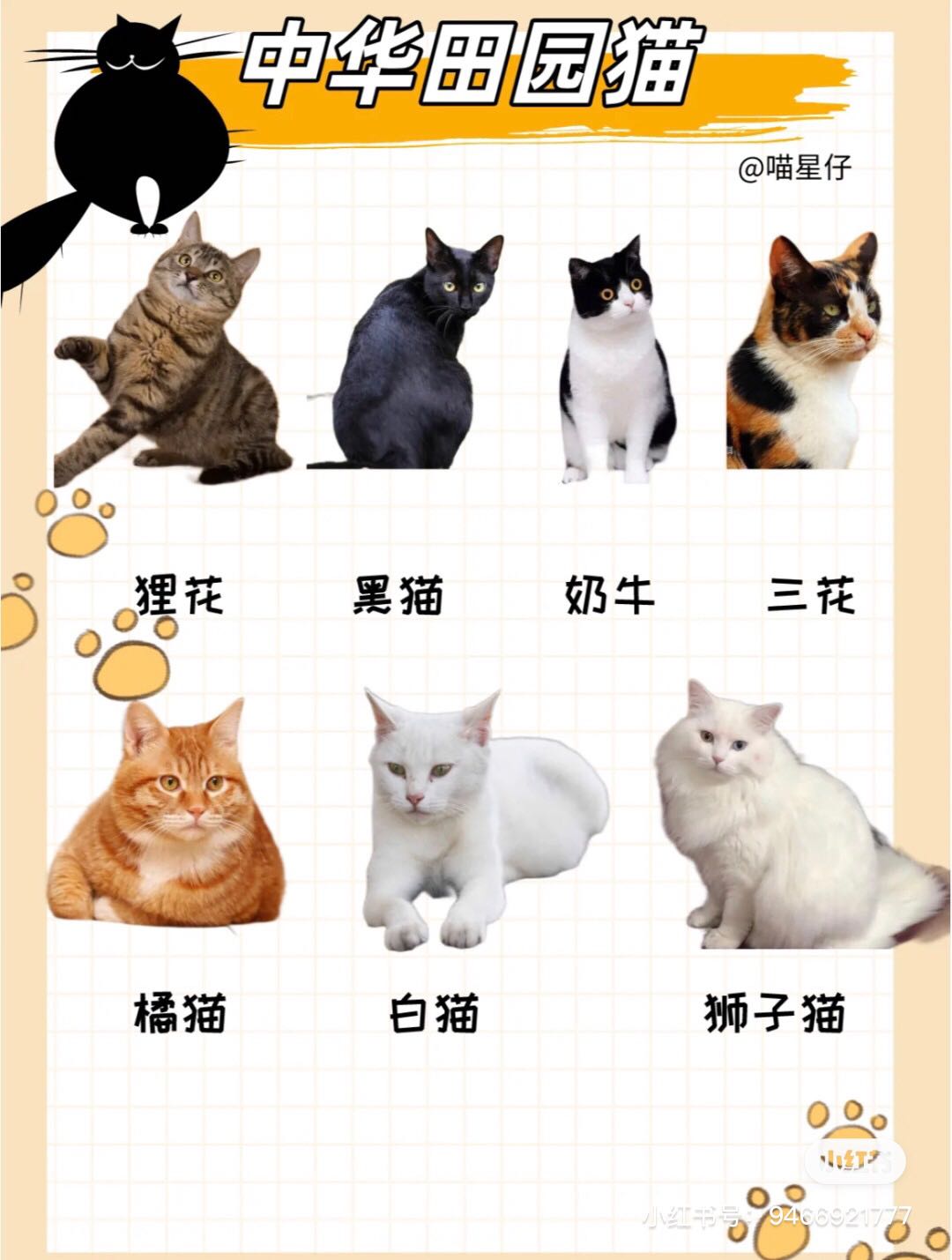 钟先生品牌货源