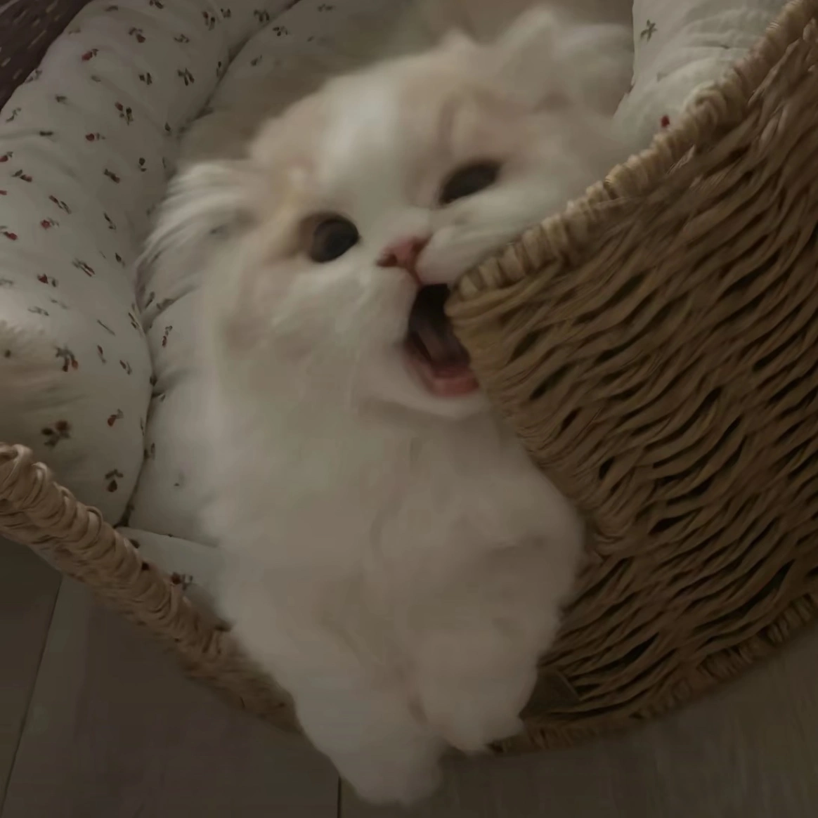 李先生