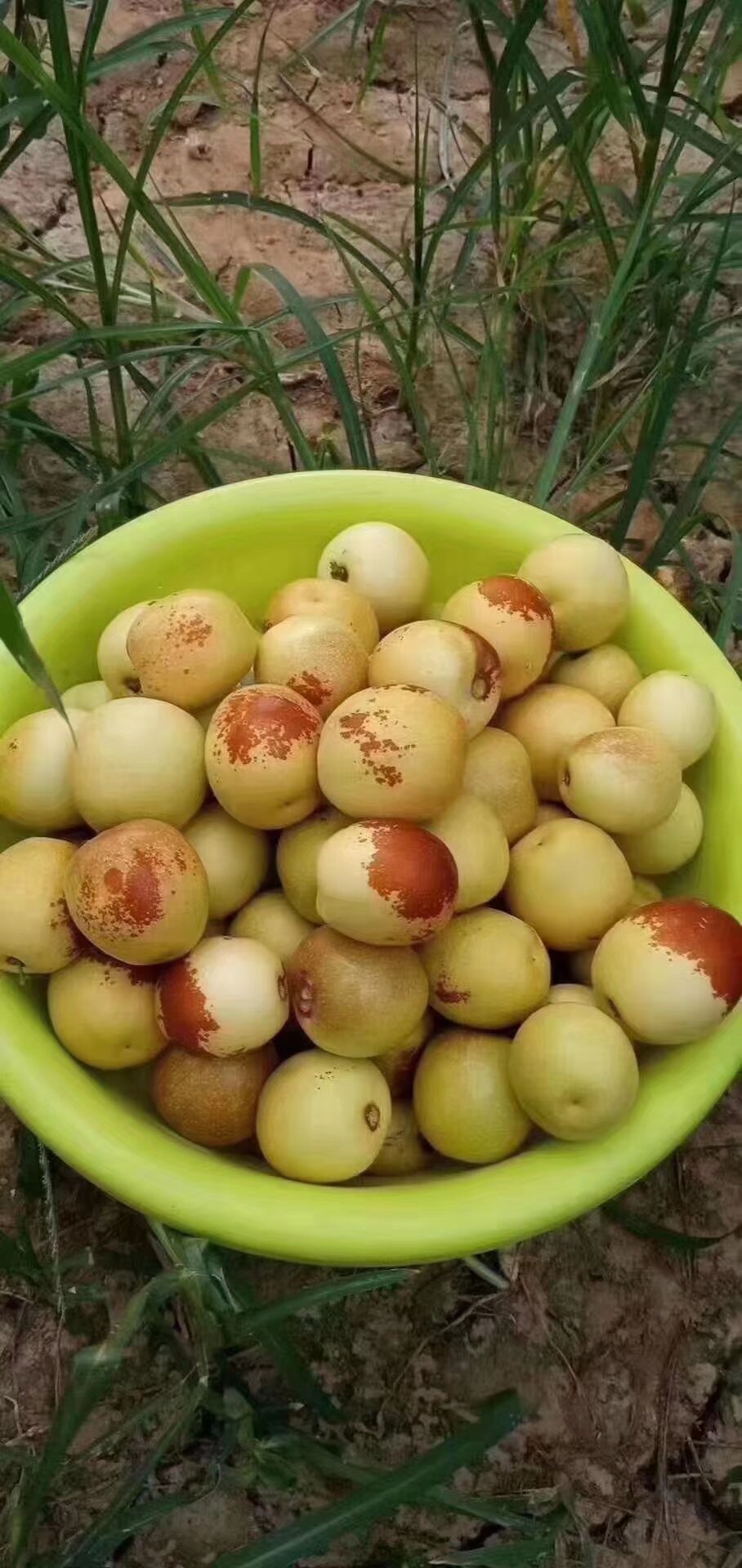 杨昭君品牌货源