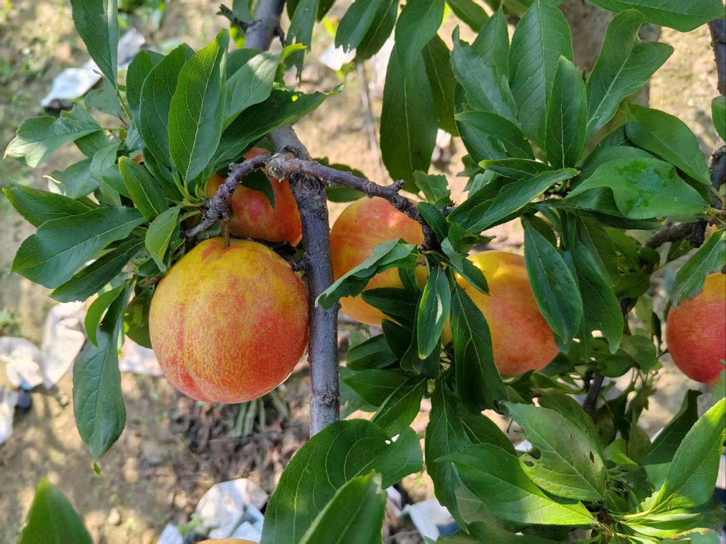 李珍品牌货源