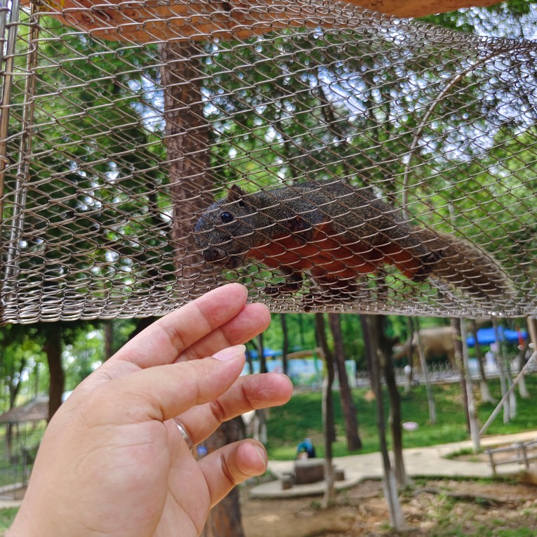 杨先生