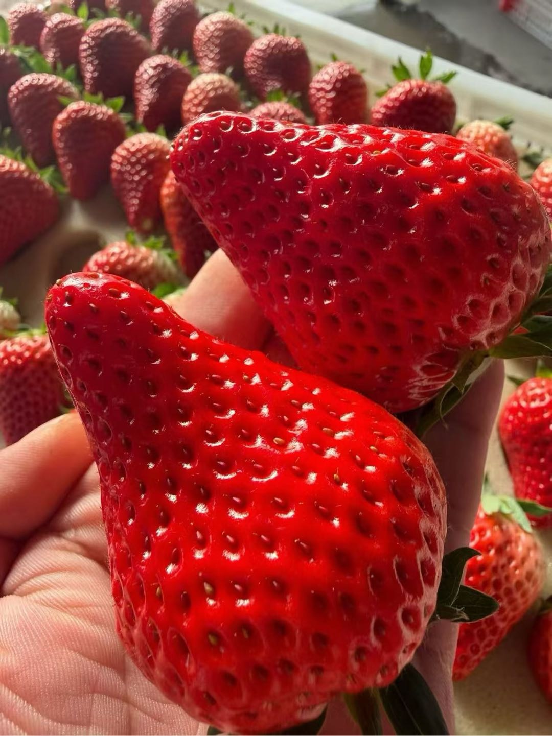 李长城品牌货源辽宁东港九九草莓 自家棚区一件代发