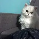 赵先生