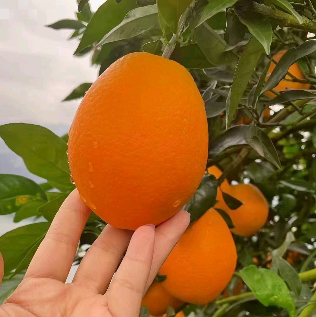 杨先生品牌货源冬日爆款，奉节脐橙，三峡库区