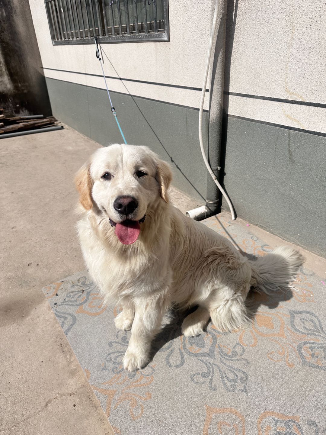 何鹏飞其他供需抖音代发纯绿色素材 每天都有长期合作 每条6元起