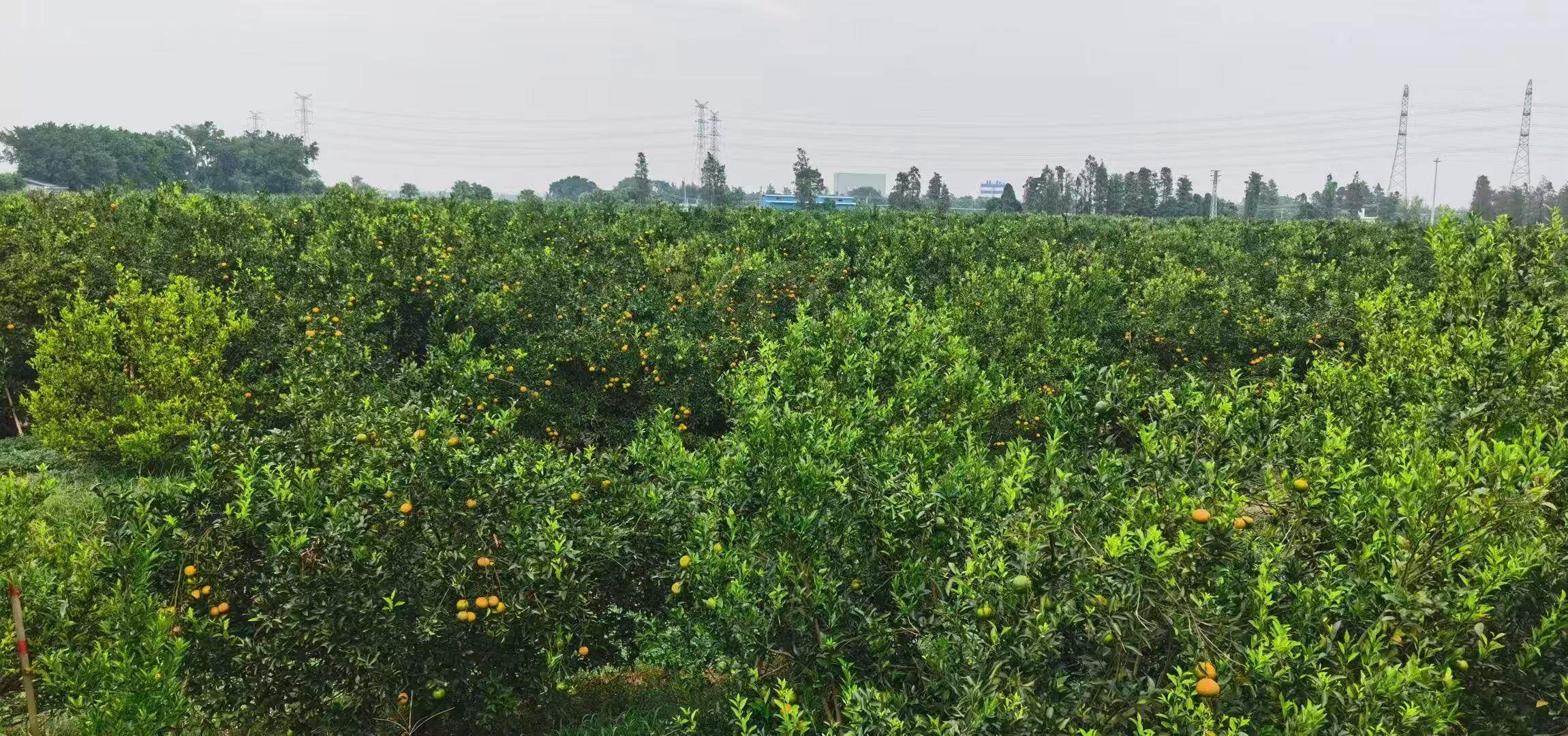 刘先生东甲金光地陈皮，寻找代理分销及企业采购合作，支持一件代发