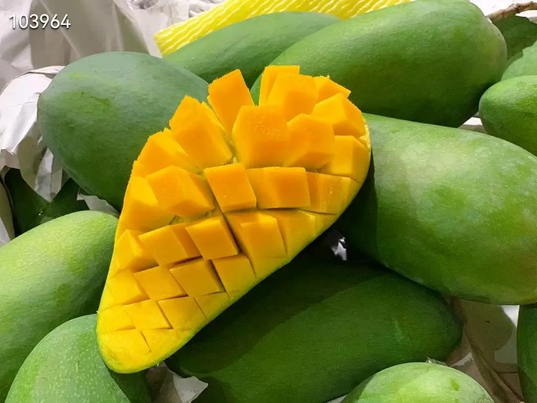 桑先生品牌货源大青芒,芒果