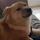 张智昭