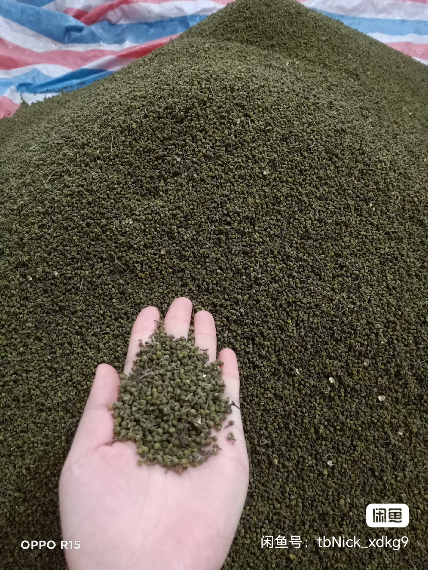 柯尊春品牌货源吴茱萸即将上市，寻求中药商老板来收购