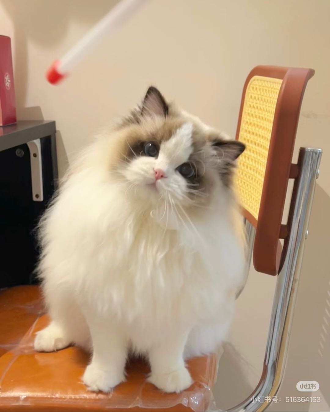 雷连秀其他供需布偶猫预售