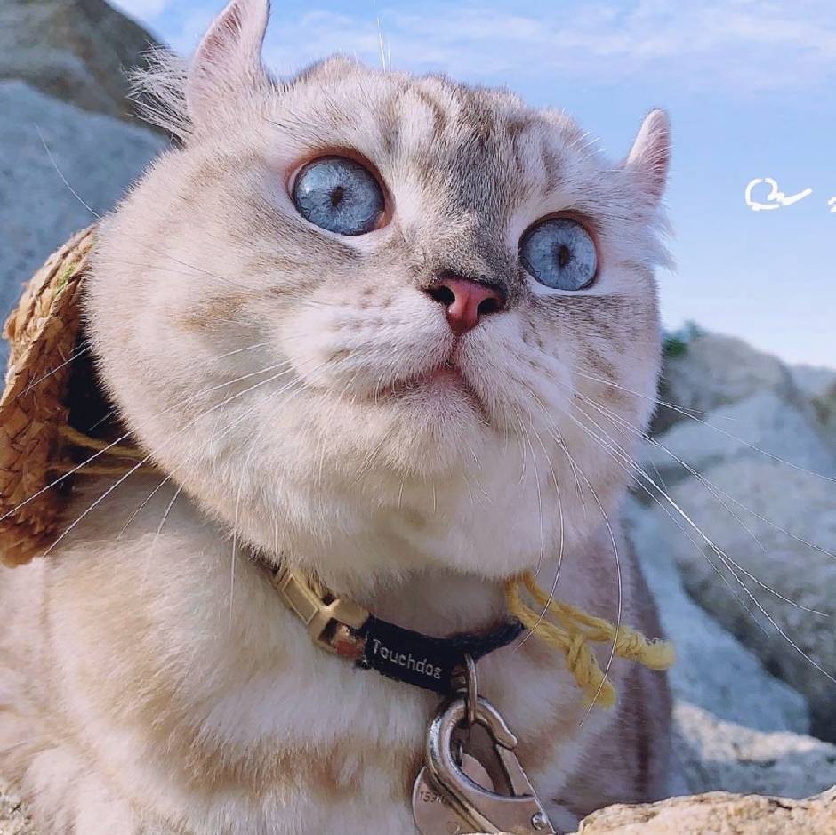 田坤其他供需跨境广告联盟全流程支持,寻流量主或企业团队合作建站推广