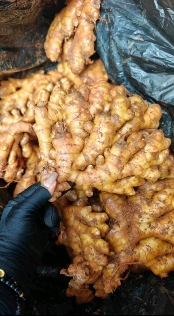 田伟优质窖藏小黄姜，产地直发，电商平台，商超市场供货，保质量