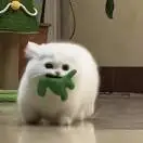 张自强