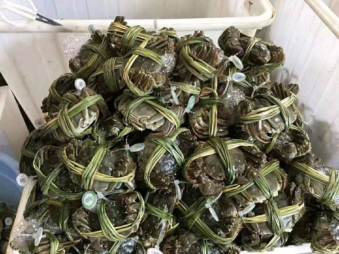梅超阳澄湖大闸蟹官方直营