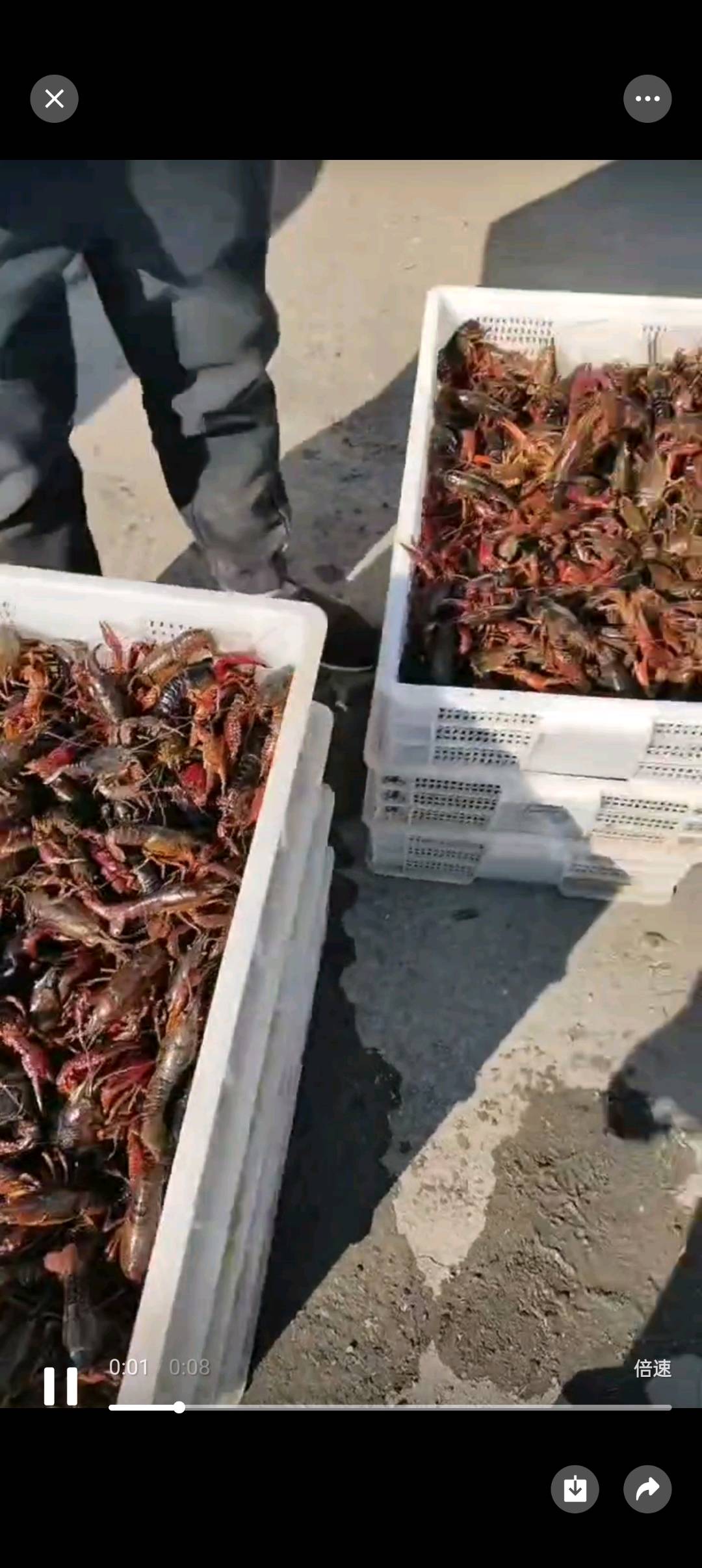 袁国华品牌货源微山湖生态养殖龙虾，野生龙虾，水质清澈虾肉鲜甜欢迎伙伴们联系