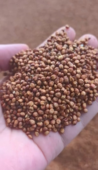 梁缘缘乙方信息优质高粱寻一手优质买家