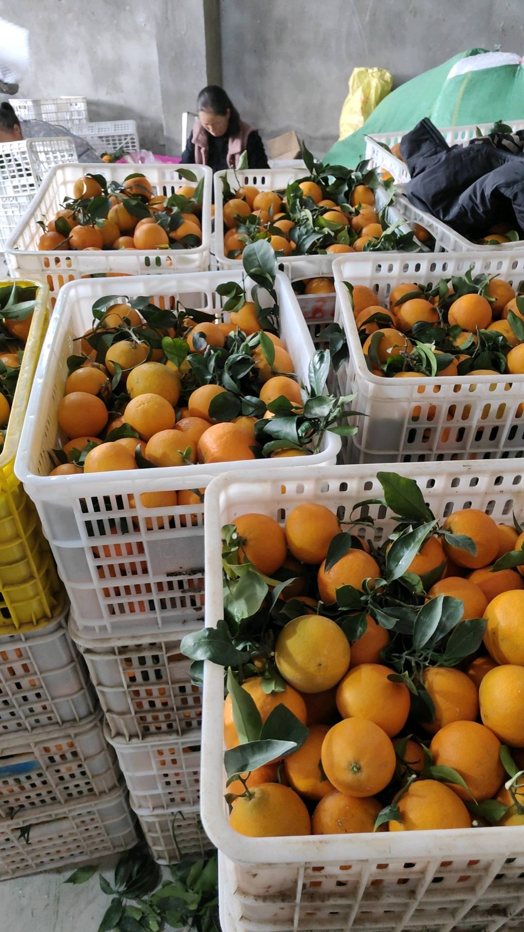 张波四川爱媛果冻橙 耙耙柑源产地供货