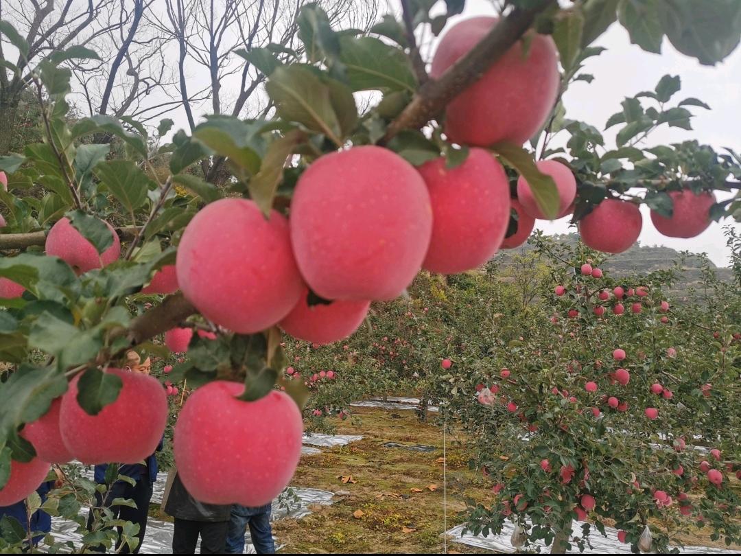胡先生品牌货源